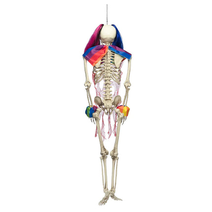 Circo de esqueletos de Halloween