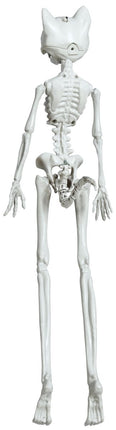 Halloween Skelet Kat 37cm van Fiestas Guirca koop je bij Partywinkel