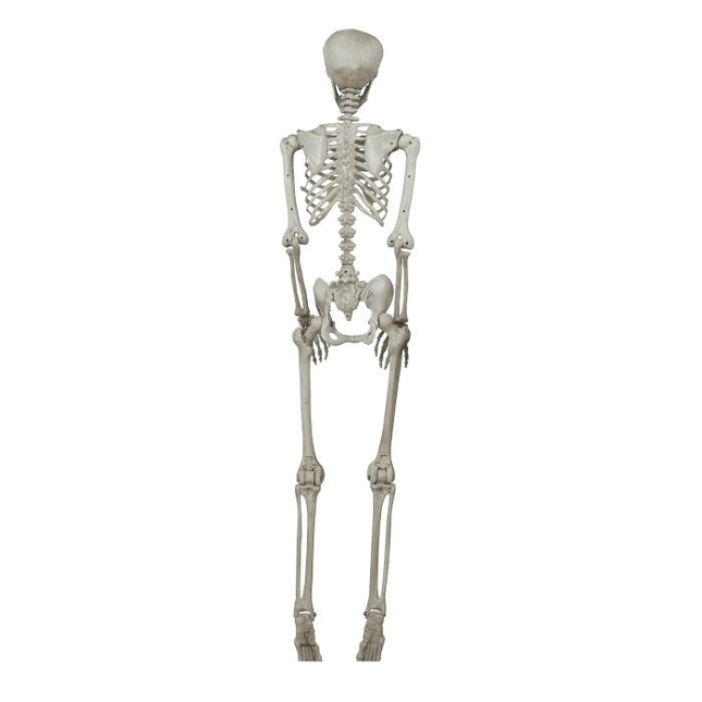 Esqueleto de Halloween 1,6 m
