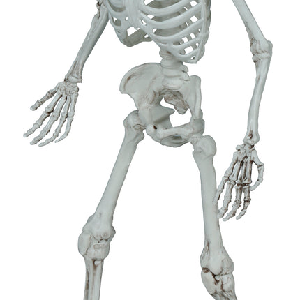 Halloween Esqueleto 55cm