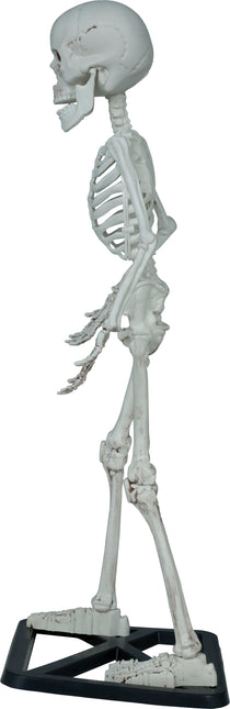 Halloween Esqueleto 55cm