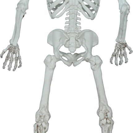 Halloween Esqueleto 55cm