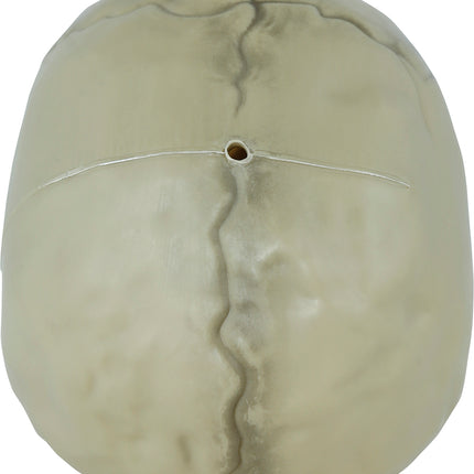 Calavera de Halloween 13cm