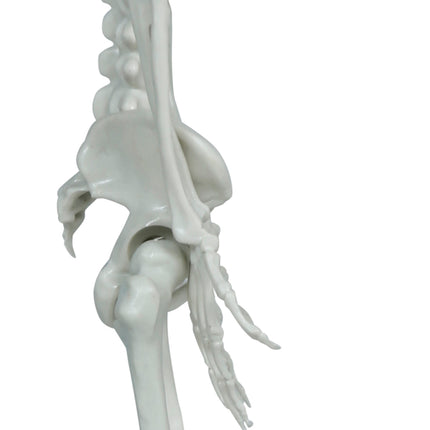 Halloween Skelet Hangend Groot Hoofd 40cm
