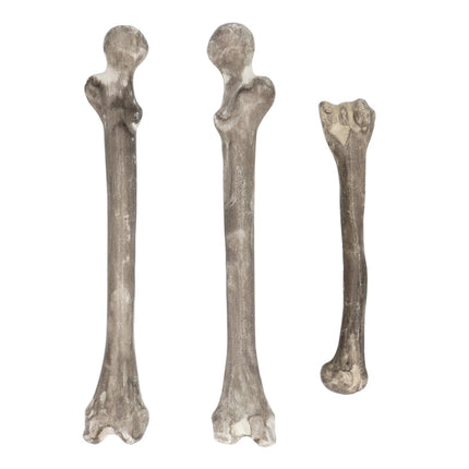 Halloween Esqueleto 6pcs