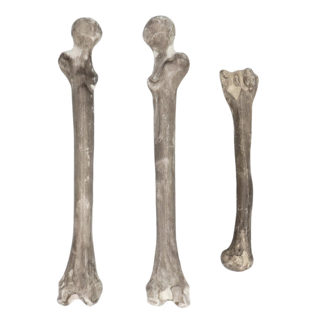 Halloween Esqueleto 6pcs