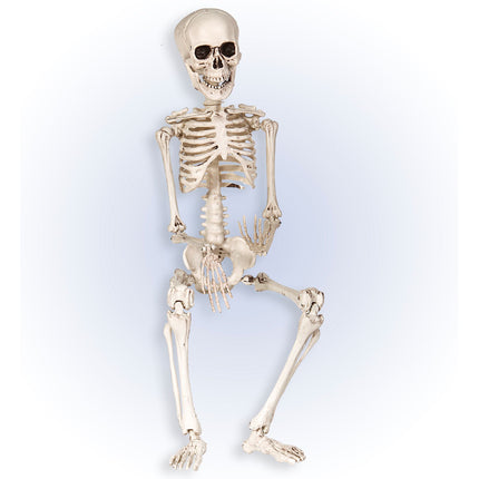 Halloween Esqueleto Blanco 50cm