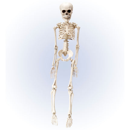 Halloween Esqueleto Blanco 50cm
