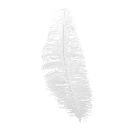 Plumas de avestruz blancas 30cm 12uds.
