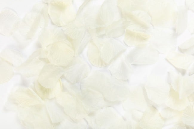 Pétalos de Rosa Crema 144uds.