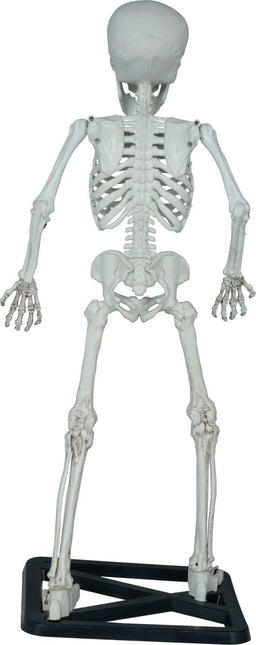Halloween Skelet 55cm van Fiestas Guirca koop je bij Partywinkel