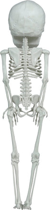 Halloween Skelet Hangend Groot Hoofd 40cm van Fiestas Guirca koop je bij Partywinkel