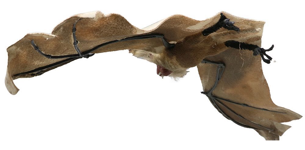 Halloween Vleermuis 60cm van Fiestas Guirca koop je bij Partywinkel